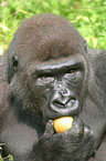 lowland gorilla