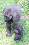 gorilla