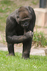 gorilla