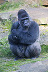 gorilla