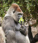 gorilla