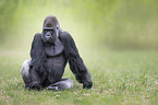 sitting Gorilla