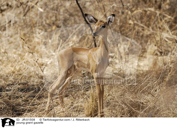 junge Grant-Gazelle / young grant gazelle / JR-01508