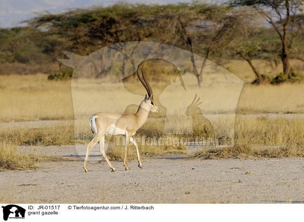 grant gazelle / JR-01517