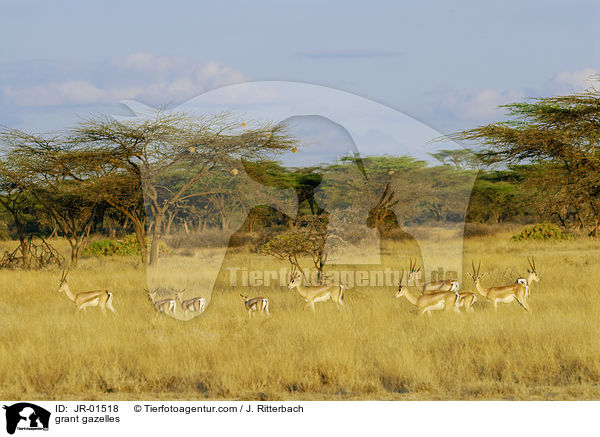 grant gazelles / JR-01518