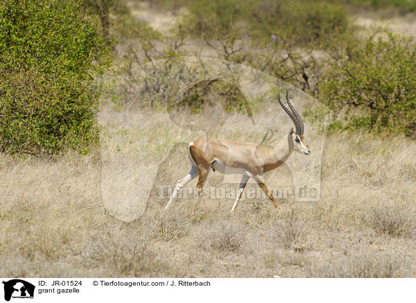 grant gazelle / JR-01524