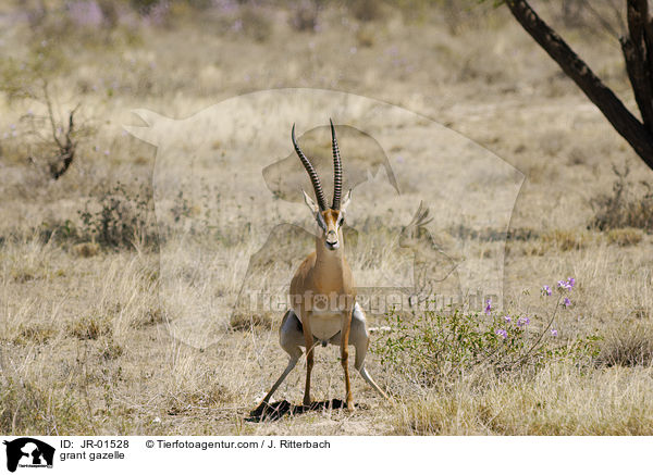 Grant-Gazelle / grant gazelle / JR-01528
