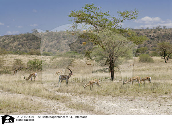 grant gazelles / JR-01530
