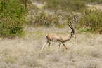 grant gazelle
