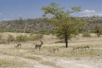 grant gazelles