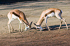 grant gazelles