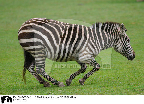 plains zebra / DMS-05642