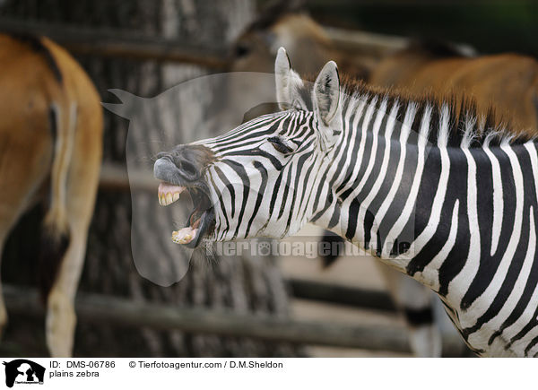 plains zebra / DMS-06786