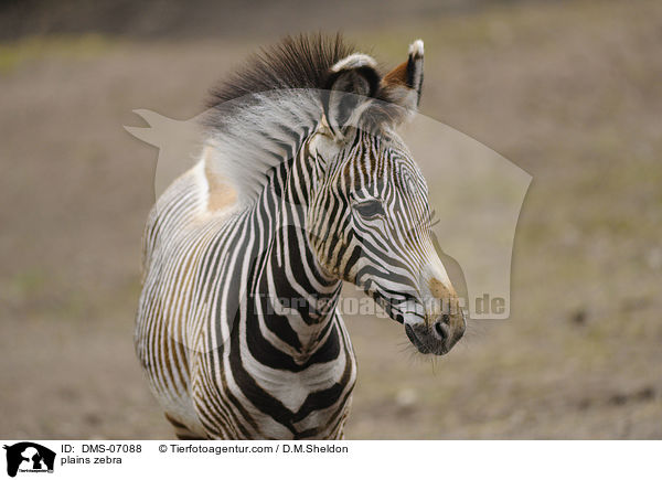 plains zebra / DMS-07088