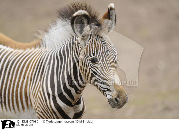 plains zebra / DMS-07089