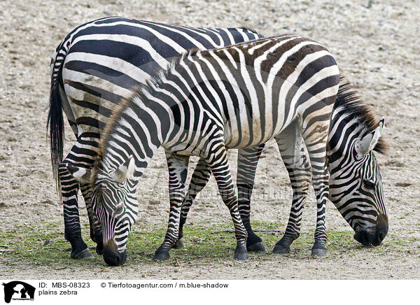 Bhm-Zebras / plains zebra / MBS-08323