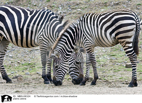 plains zebra / MBS-08324