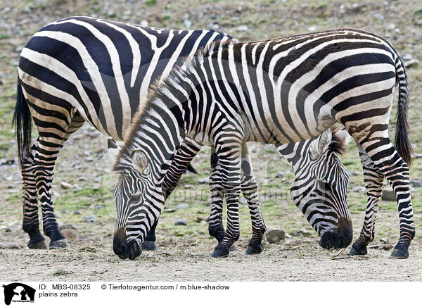 plains zebra / MBS-08325