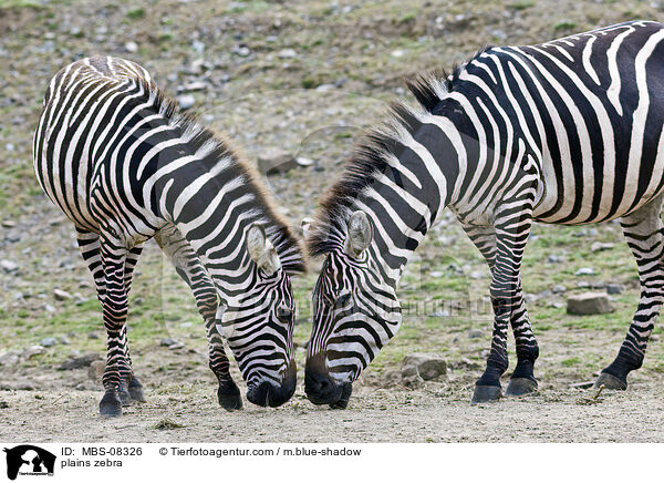 plains zebra / MBS-08326