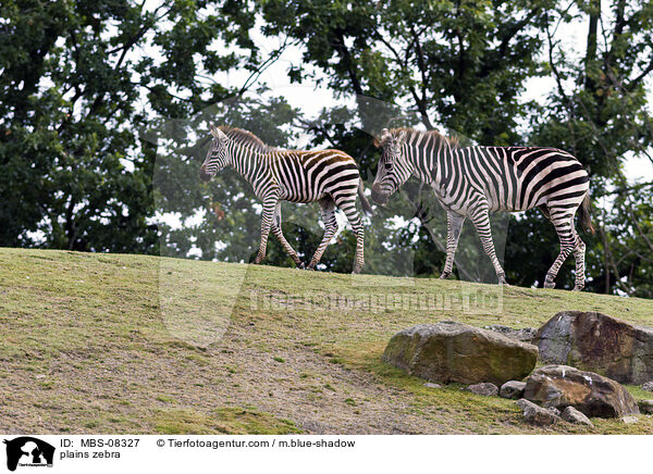 plains zebra / MBS-08327
