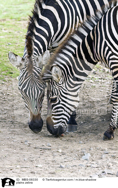 plains zebra / MBS-08330
