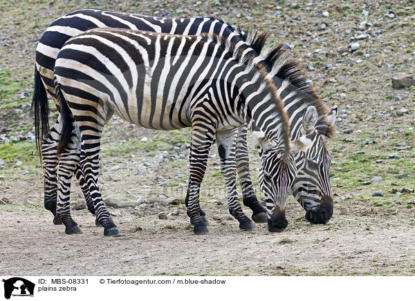 Bhm-Zebras / plains zebra / MBS-08331