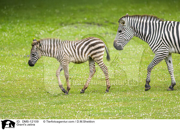 Bhm-Zebra / Grant's zebra / DMS-12109