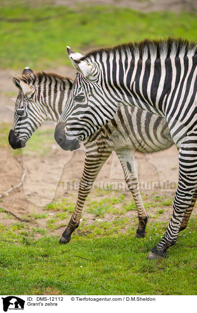 Bhm-Zebra / Grant's zebra / DMS-12112