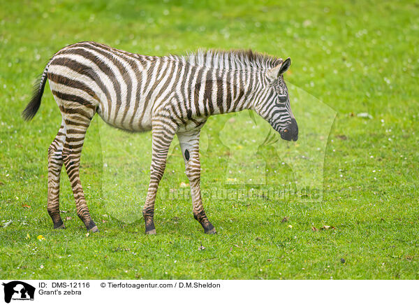 Grant's zebra / DMS-12116