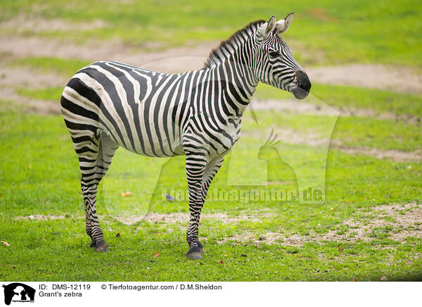 Grant's zebra / DMS-12119