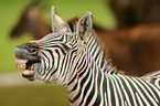 plains zebra