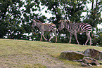 plains zebra