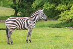 Grant-Zebra