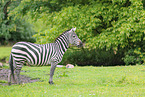 Grant-Zebra