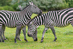 Grant-Zebra