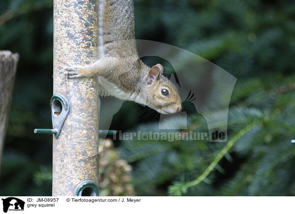 stliches Grauhrnchen / grey squirrel / JM-08957