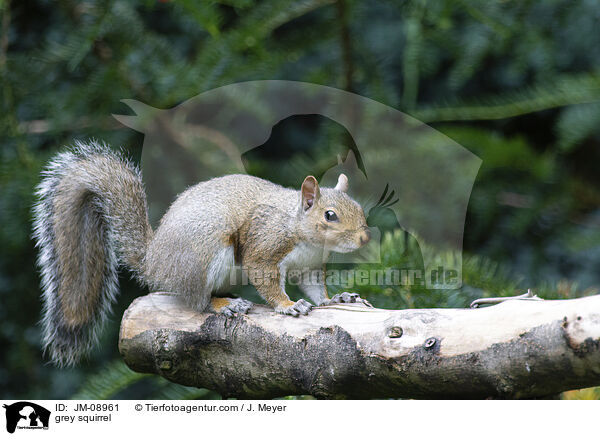 grey squirrel / JM-08961