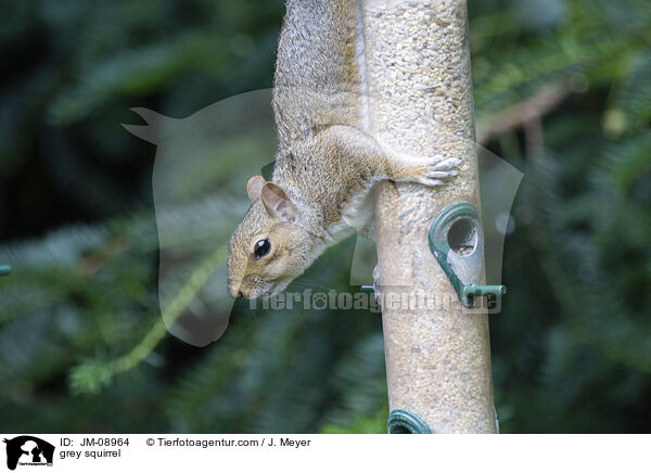 grey squirrel / JM-08964