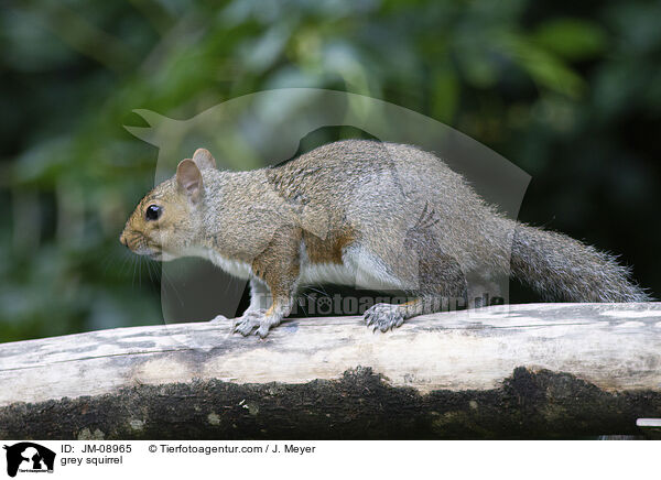 stliches Grauhrnchen / grey squirrel / JM-08965