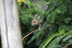 grey squirrel