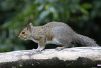 grey squirrel