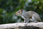 grey squirrel