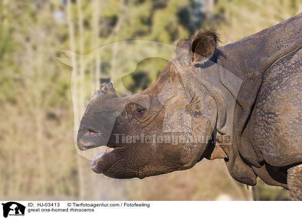 great one-horned rhinoceros / HJ-03413