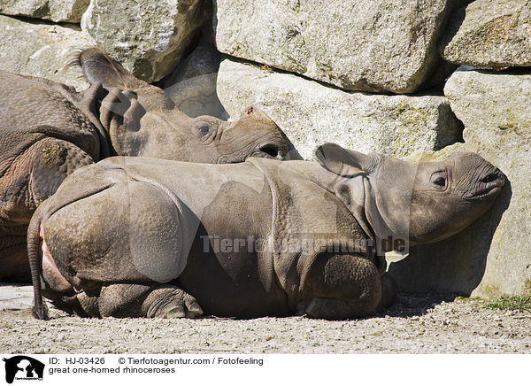 great one-horned rhinoceroses / HJ-03426