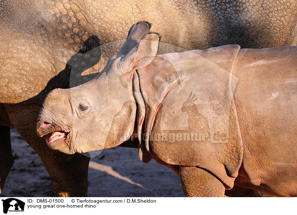 young great one-horned rhino / DMS-01500