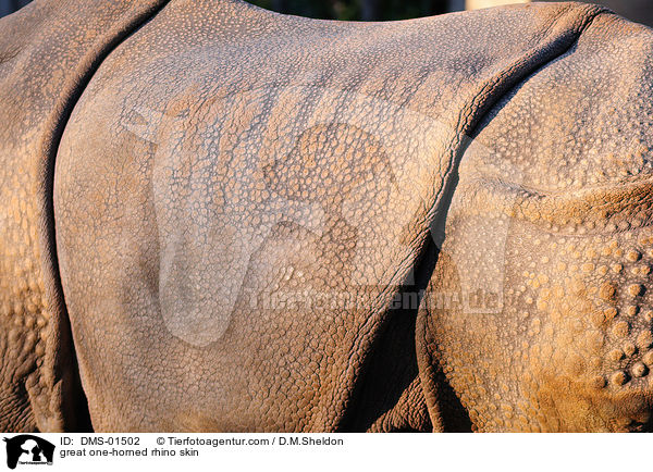 great one-horned rhino skin / DMS-01502