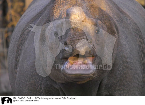 great one-horned rhino / DMS-01541