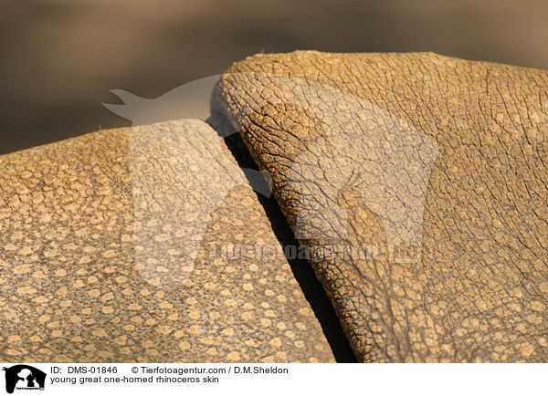 Haut eines jungen Panzernashorns / young great one-horned rhinoceros skin / DMS-01846