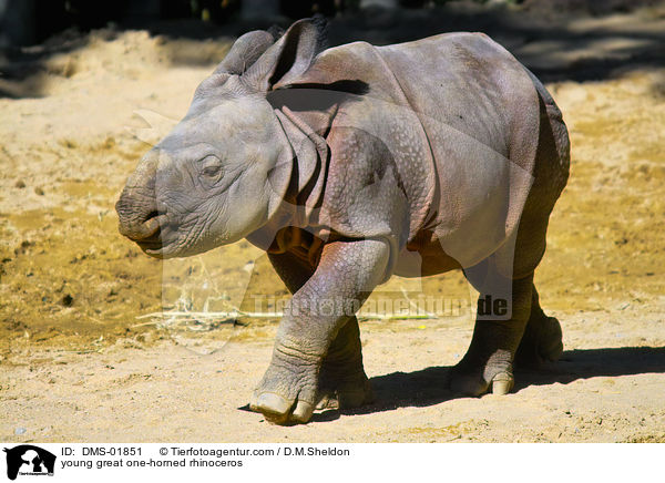 young great one-horned rhinoceros / DMS-01851