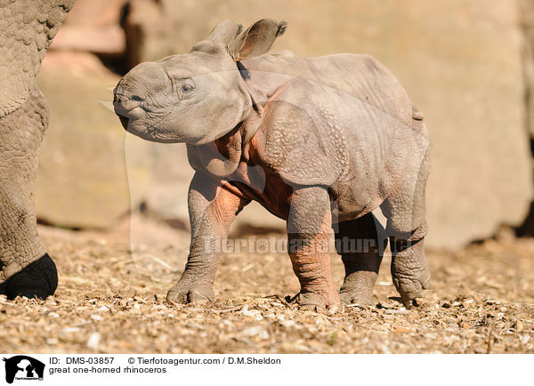 great one-horned rhinoceros / DMS-03857